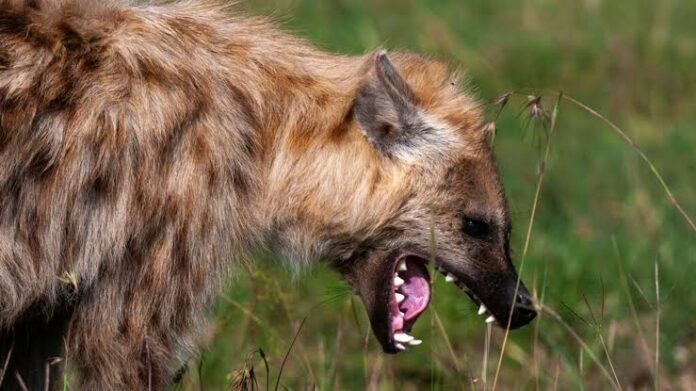 Dong Community on High Alert After Hyena Escapes Wildlife Park